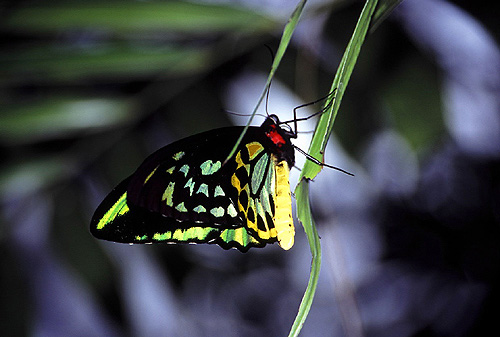 Cairns Birdwing Butterfly photo