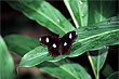 Male Great Eggfly photo