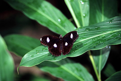 Male Eggfly Butterfly photo