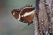 Great Eggfly photo