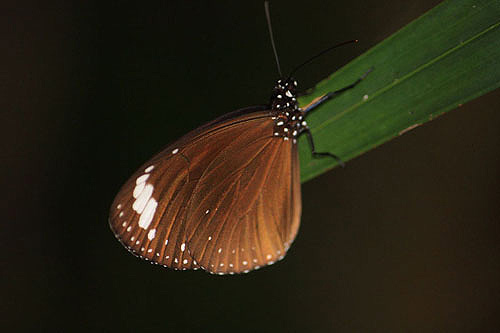 Common Eggfly Butterfly photo