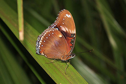 Female Great Eggfly Butterfly photo
