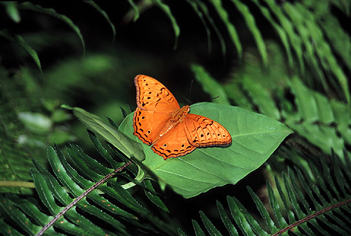 Male Cruiser Butterfly photo