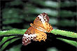 Cruiser Butterfly photo