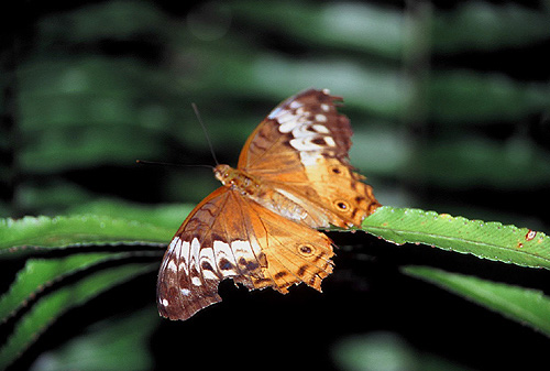 Female Cruiser Butterfly photo