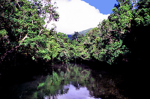 Daintree photo