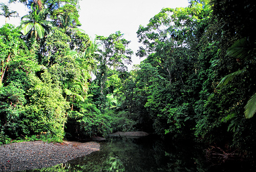 Daintree photo