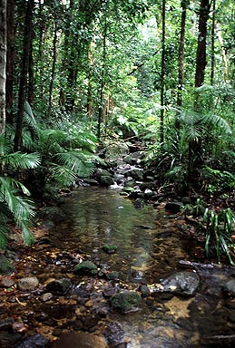 Daintree Rainforest photo