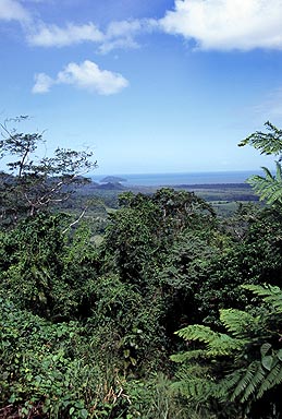 Daintree Rainforest photo