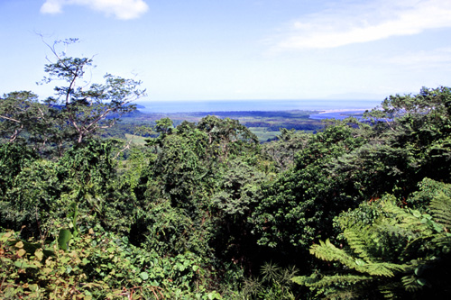 Daintree National Park photo