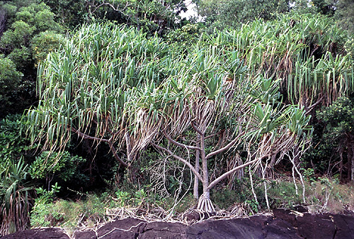 Daintree photo