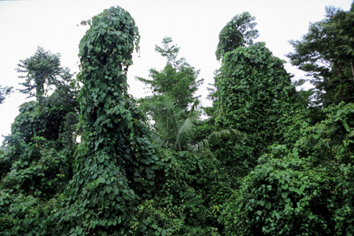 Daintree Forest photos