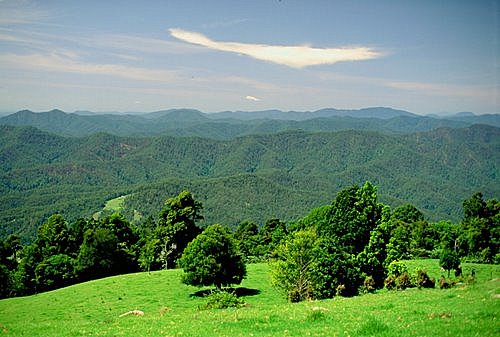 Dorrigo Mountain photo