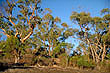Giraween National Park photos