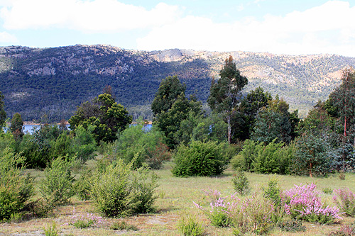 Trees at Lake Bellfield photo