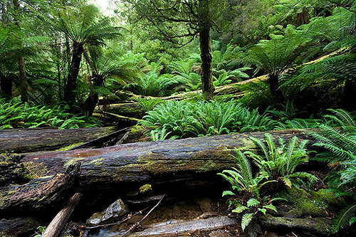 Temperate Rainforest photo