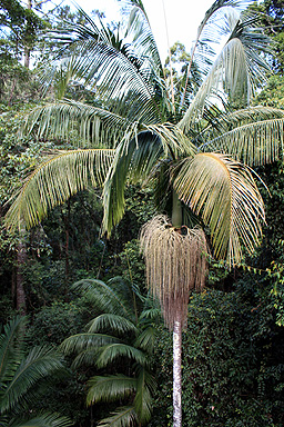 Palms photo