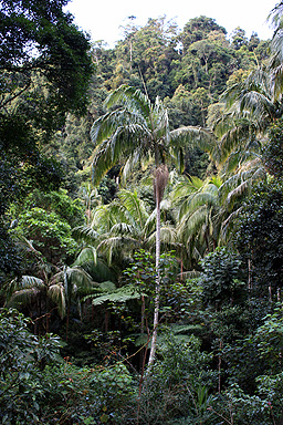 Subtropical Rainforest photo