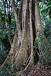 Tree Trunk photo