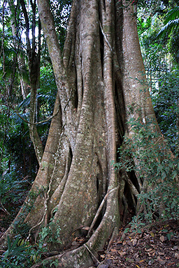 Buttress Roots photo