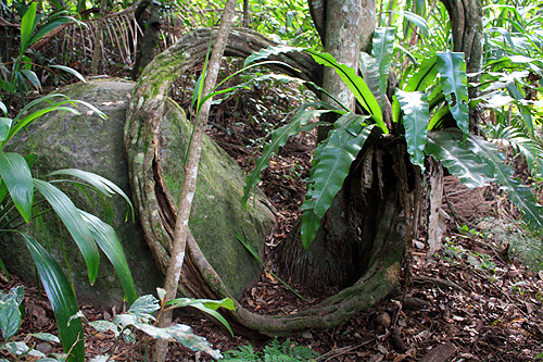 Forest Floor photo