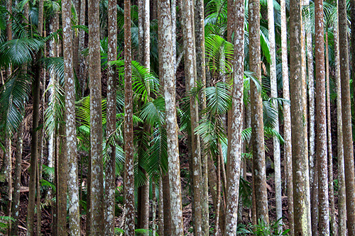 Palm Trunks photo