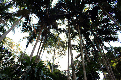 Forest Canopy photo