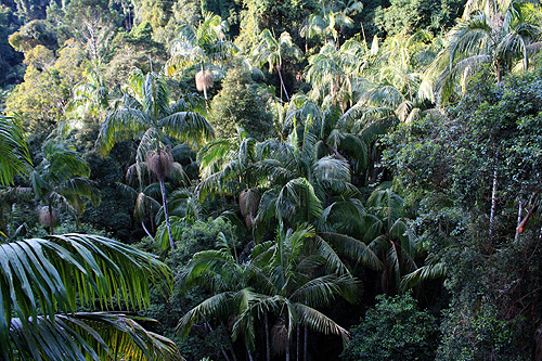 Rainforest Canopy photo