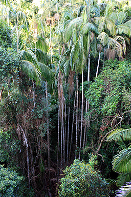 Subtropical Rainforest photo
