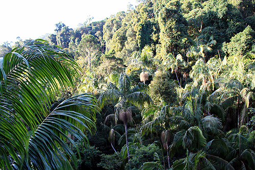 Subtropical Rainforest Canopy photo