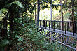 Tamborine Rainforest Skywalk photo