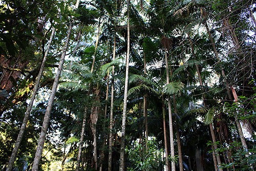 Tamborine Rainforest photo