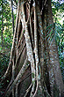 Tree Trunk photo