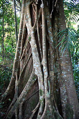 Tree & Vine photo