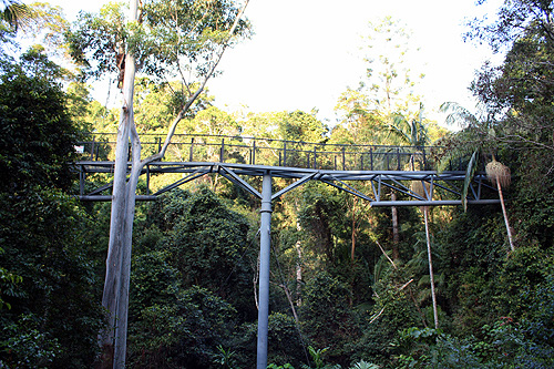 Tamborine Skywalk photo