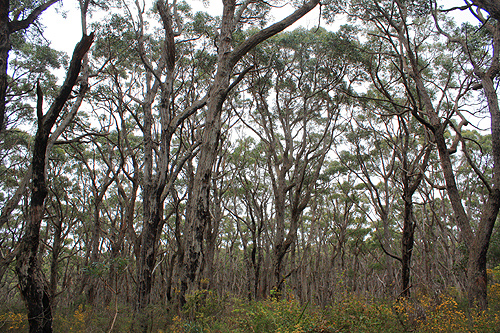 Eucalypt Forest photo