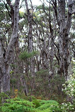 Eucalyptus Trees photo