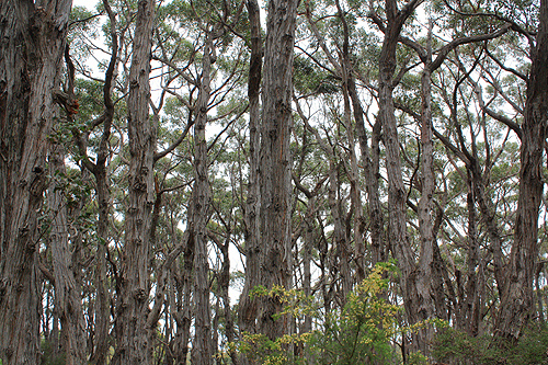 Eucalypt Woodland photo