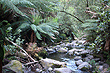 Erskine River Otway photo