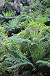 Ferns at Otway National Park photo