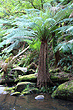 Fern Tree Otway photo