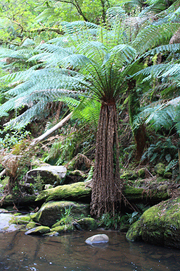 Fern Tree & Erskine River photo