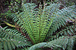 Fern in Great Otway National Park photo