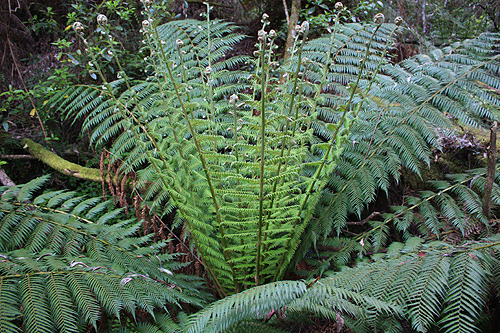 Fern Tree photo