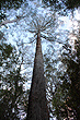 Emergent Tree Otway photo