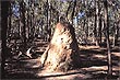 Termite Mound photo