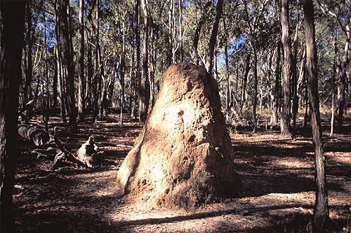 Termite Mound photo