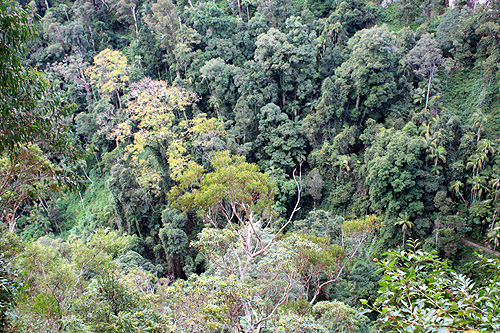 Subtropical Rainforest photo