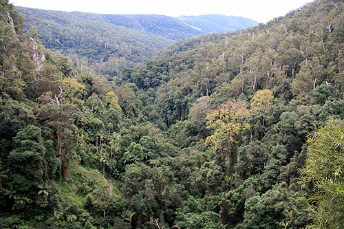 Purling Brook Gorge photo