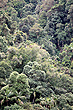 Gondwana Rainforest photo